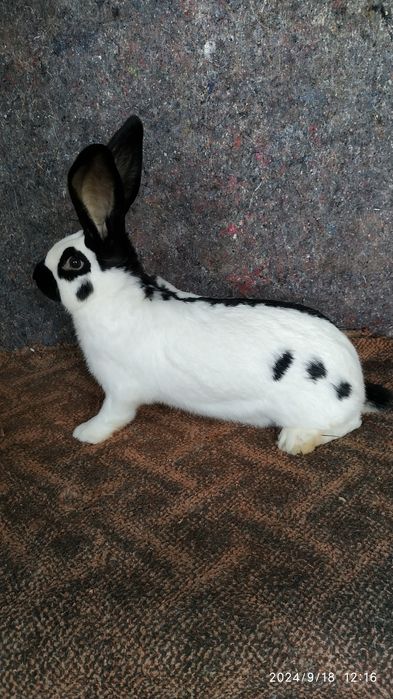 Самки і самці німецького строкача.