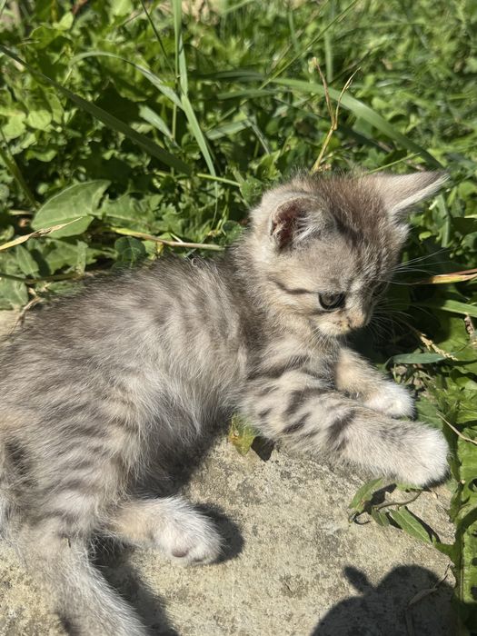 Продаються кошенята