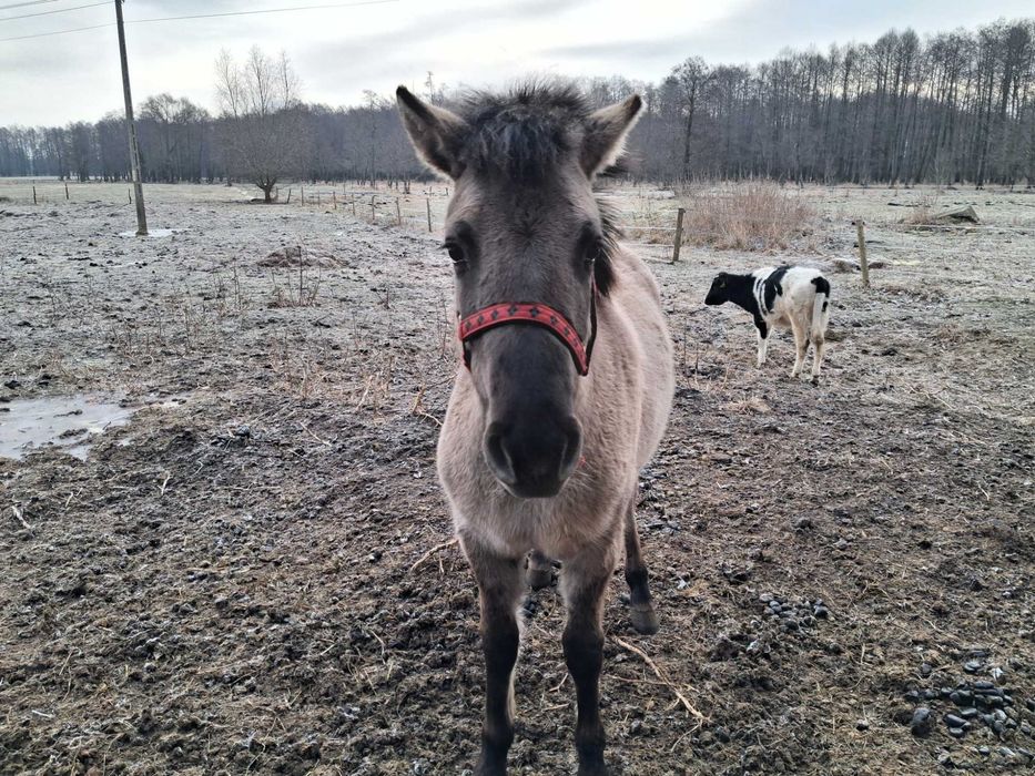 Konik polski ogier
