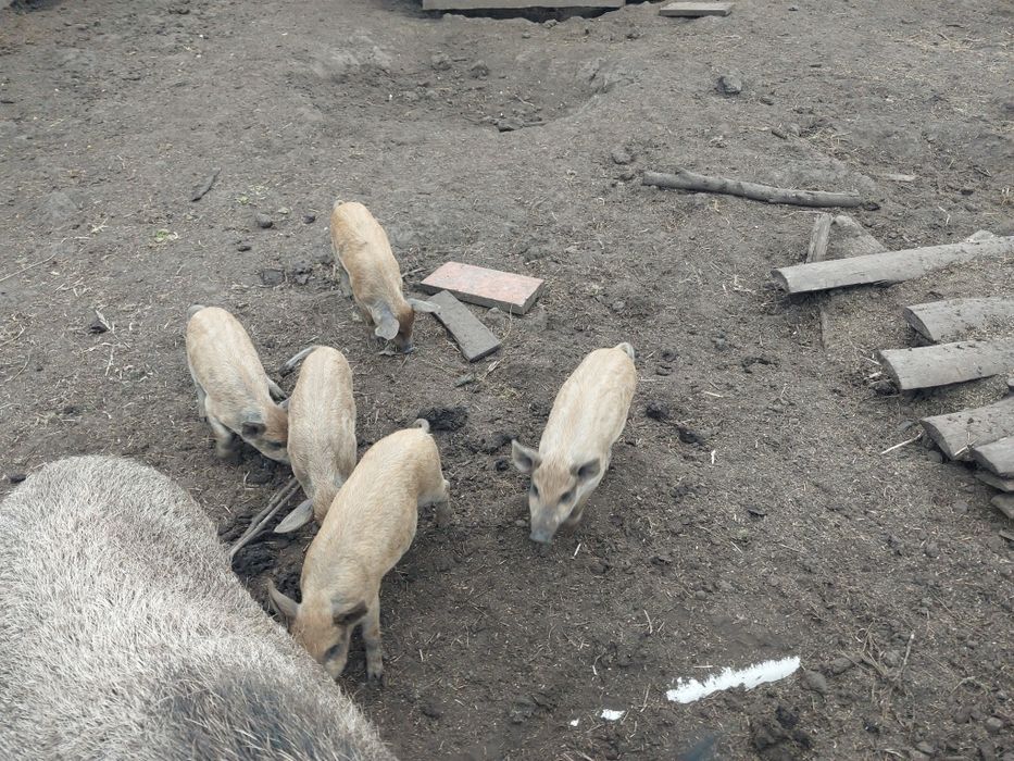 Пацята мангали продам
