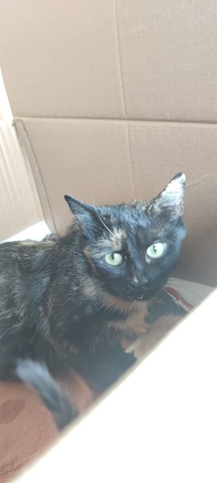 Кошенята і кішки в добрі руки