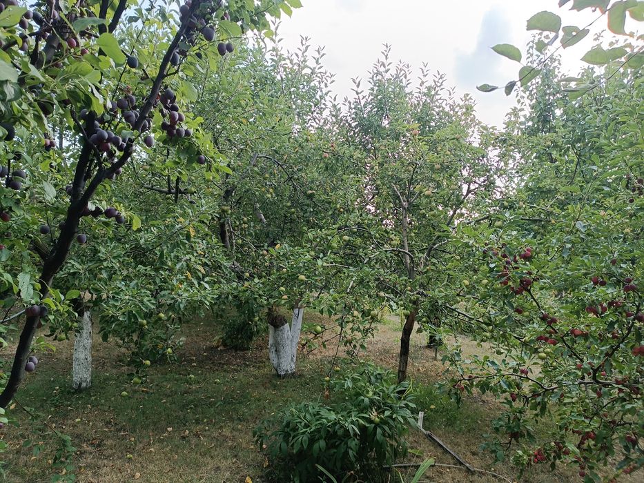 продам дачу общ.Геолог за ПЗТО