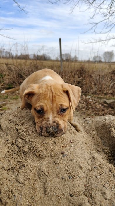 American Bully xl - suczka