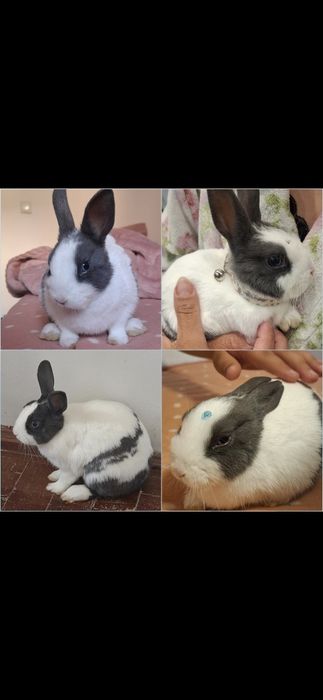 Coelho anão  com gaiola