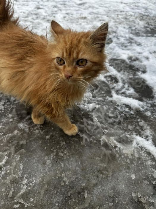 Еля чекає на дім