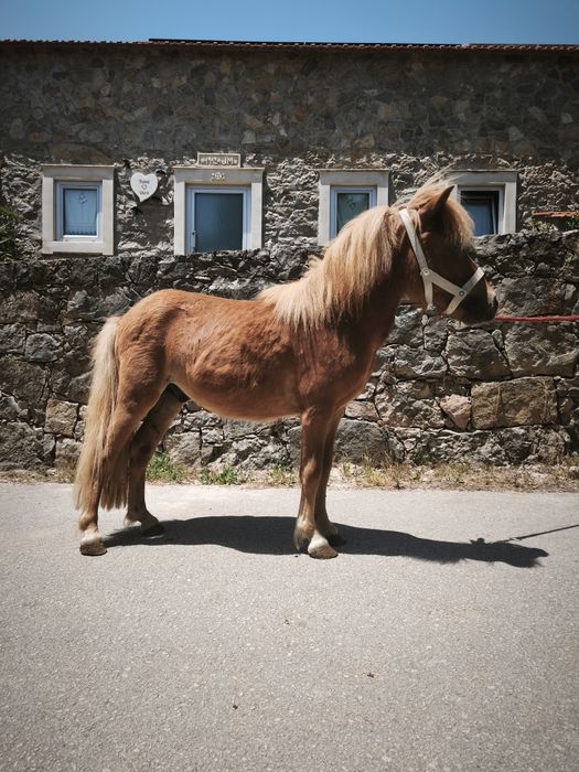 Ponei macho inteiro