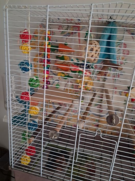 Periquito jovem procura novo lar