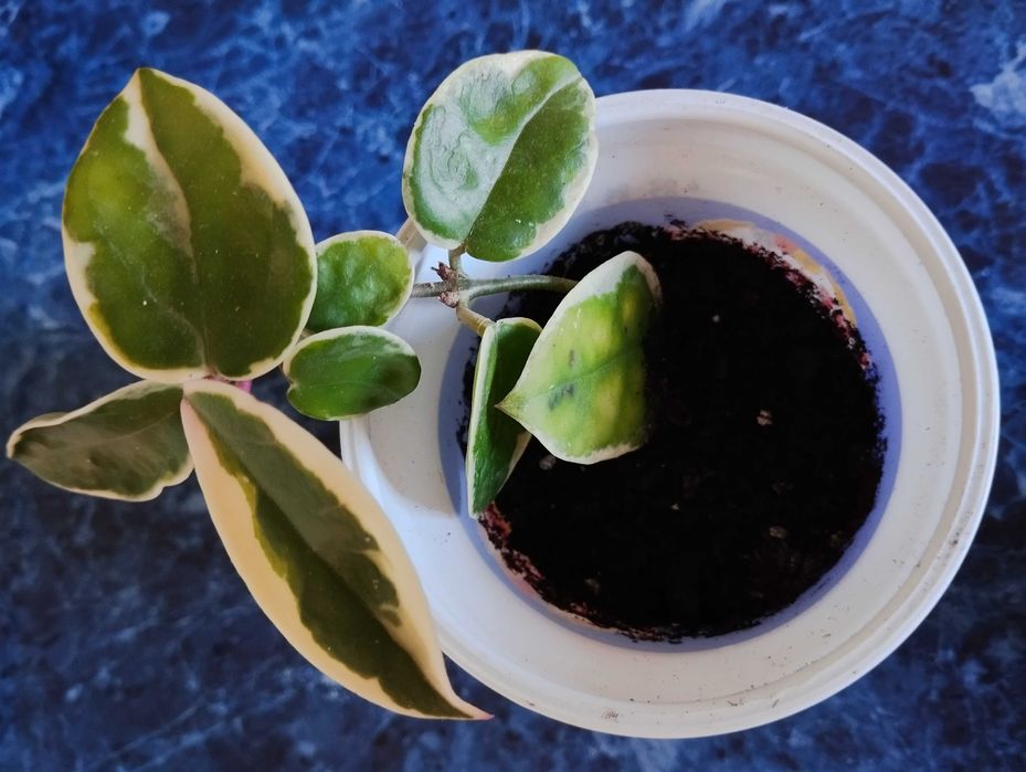 Продам Hoya Krimson Queen = Хойя Крімсон Квін