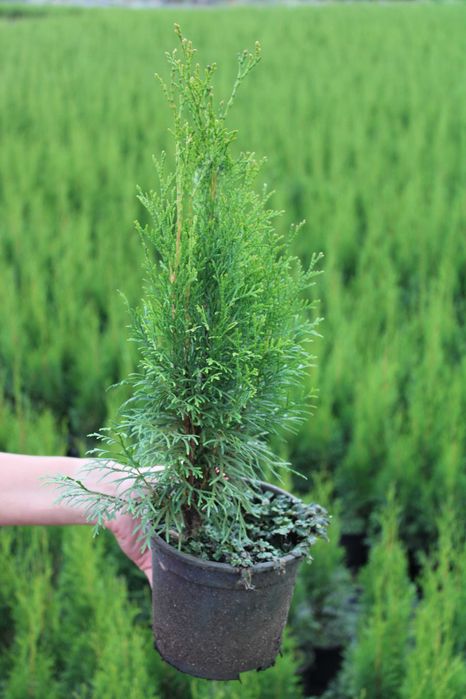 Tuja szmaragd HURT!!! 40cm-60cm