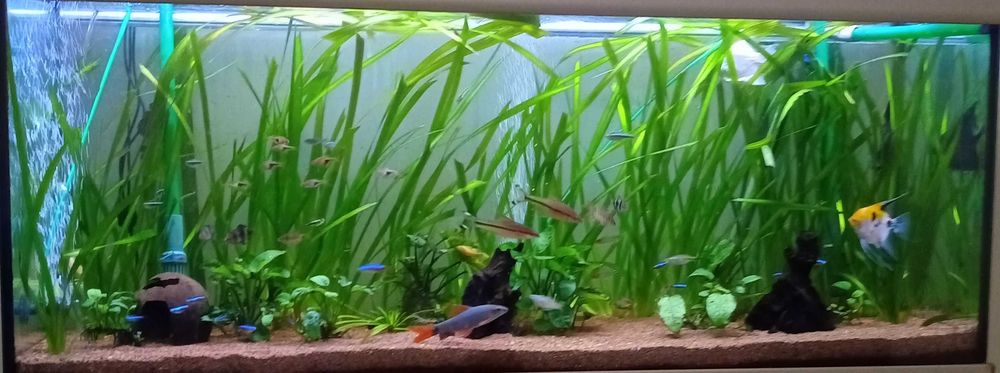 Valisnérias - Plantas de aquário