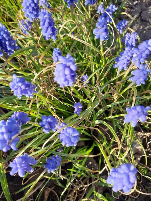 Продас    цветы Мускари ( гиацинт мышинный)