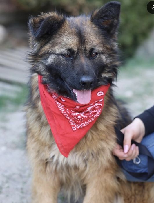 Piesek około trzy lata