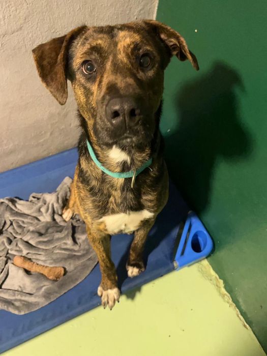 BROWNIE - cachorro para adoção responsável