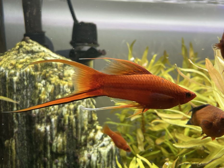 Mieczyk weloniasty LIRA - samce