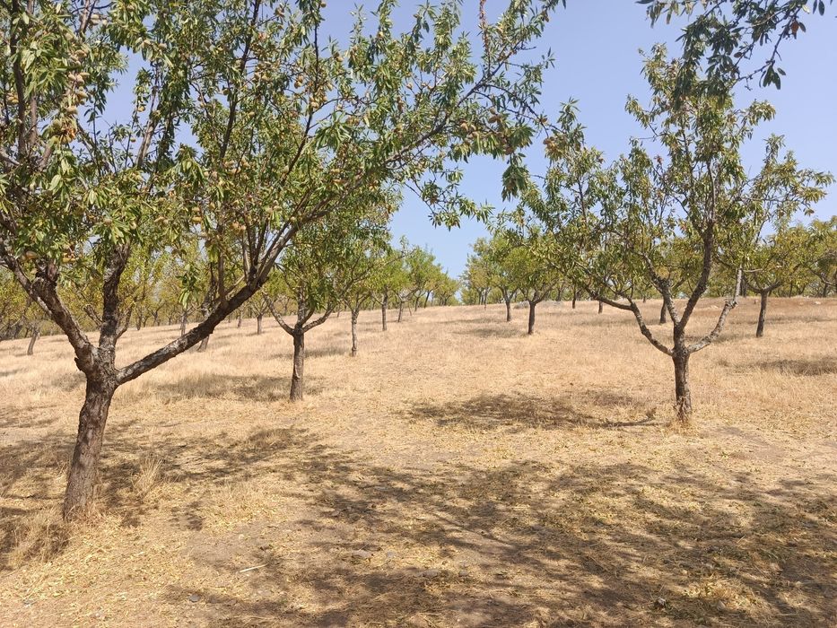 10 Hectares (100.000m2)  Terreno Agrícola Duas Igrejas Miranda do Douro, bem localizado, água e com maquinaria agrícola