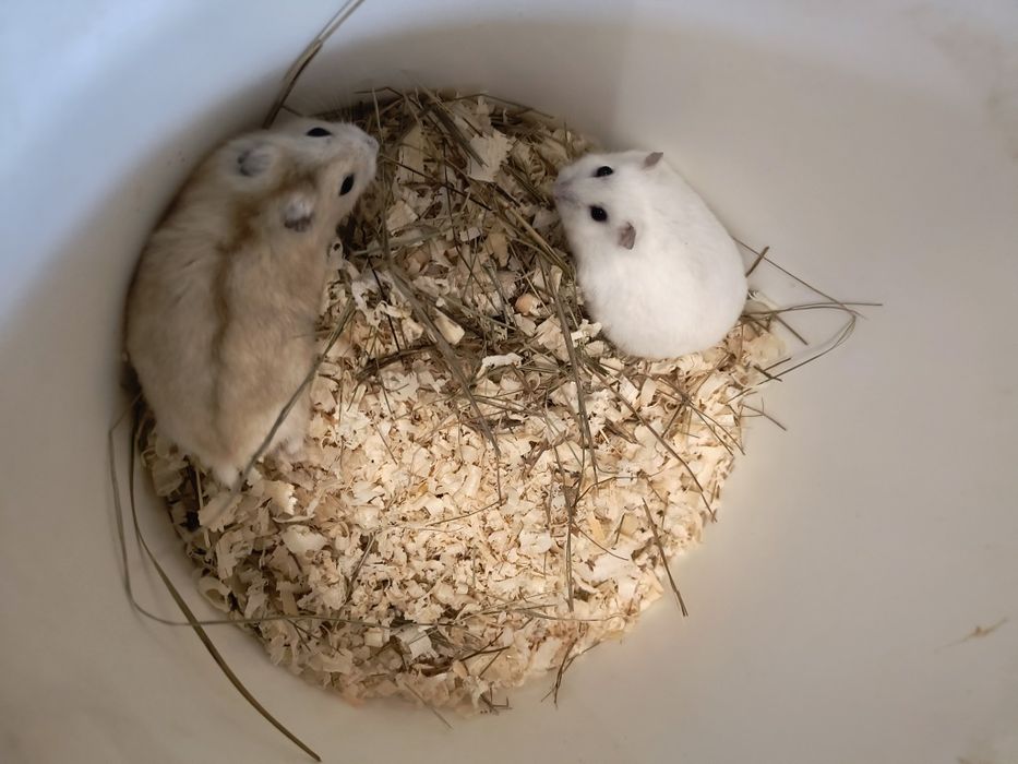 Хомячков карликовий