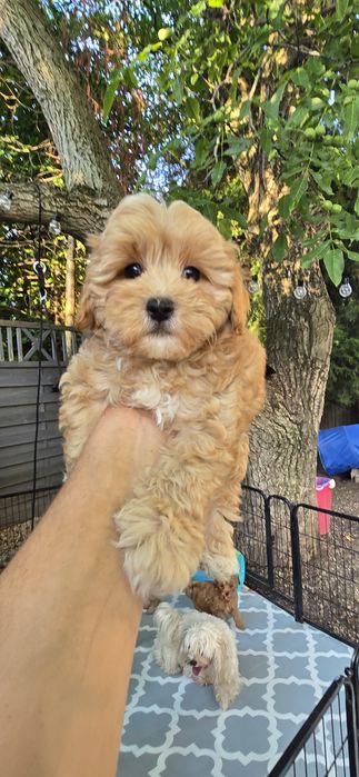 Maltipoo/ chłopczyk