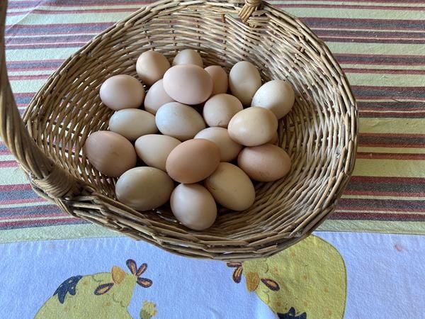 Dúzia de ovos de galinha caseiros