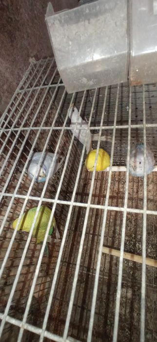 Periquitos Machos e Fêmeas