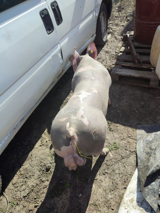 Спермодози, сім'я племінних кнурів.