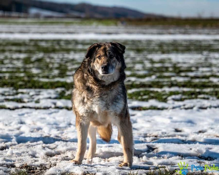 Dostojny MOKI szuka domku!