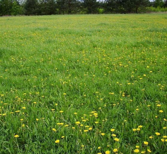 Nasiona na cele paszowe, nasiona traw