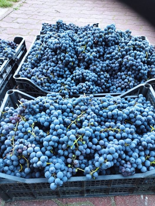Winogron z własnej działki, winogrona na wino