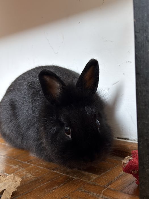 Kroliczek do adopcji
