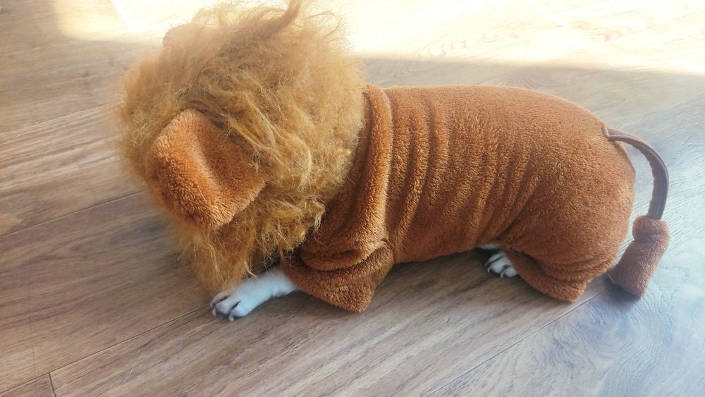 Комбез для маленькой собаки