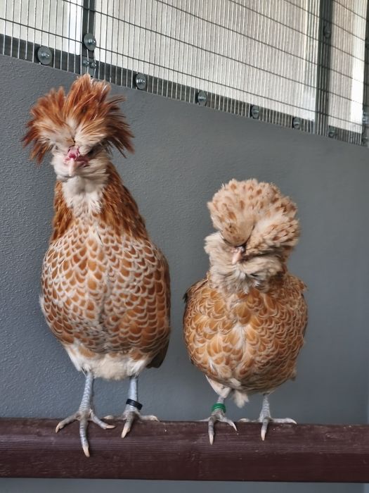 Ovos galados de paduanas