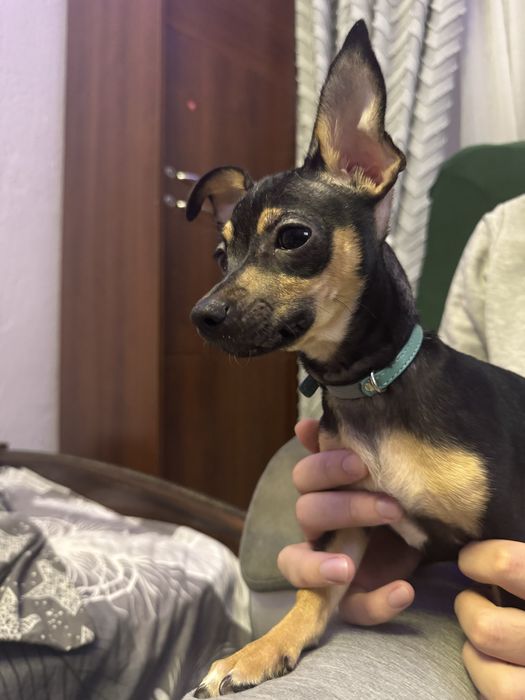 Продам щенков той-терьера