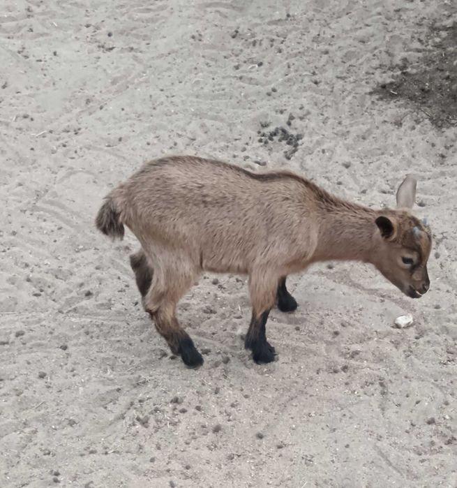 Vendo Cabritas Anãs