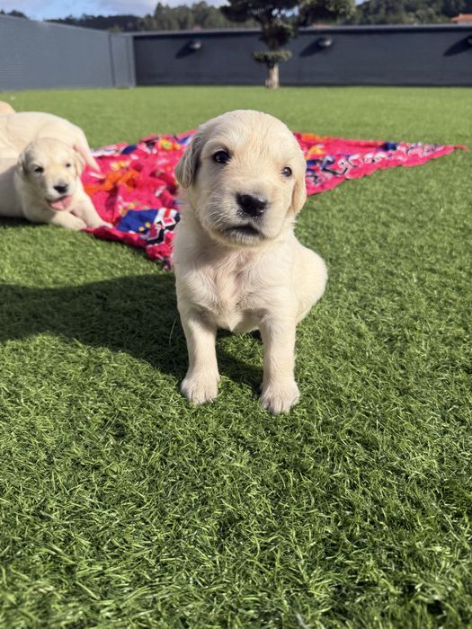 Golden Retriever  lindo