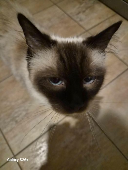 Kot brytyjski, ragdoll
