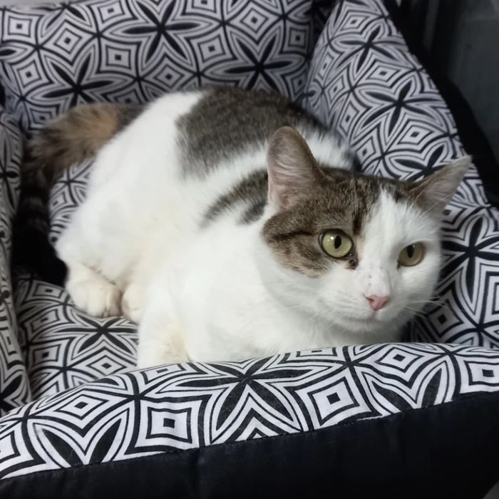 РОЗШУКУЄТЬСЯ! Прилаштована киця Мальвіна втекла р=н Казбет, Можайка