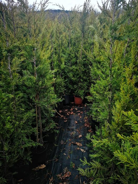 Sebes/vedação natural Cupressus / ciprestes Leylandii