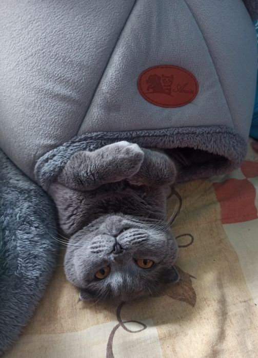 Шотландка віслословушка в'язка