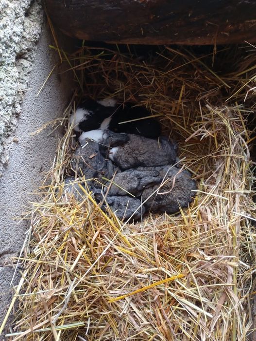 Vendo coelhos caseiros