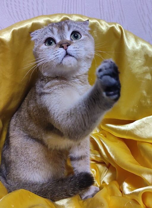 Шикарная девчуля от ЗОЛОТОЙ шиншиллы