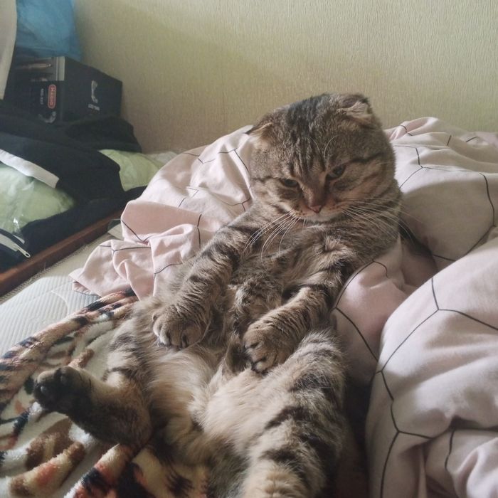 Отдам двух вислоухих котов,за символическую плату