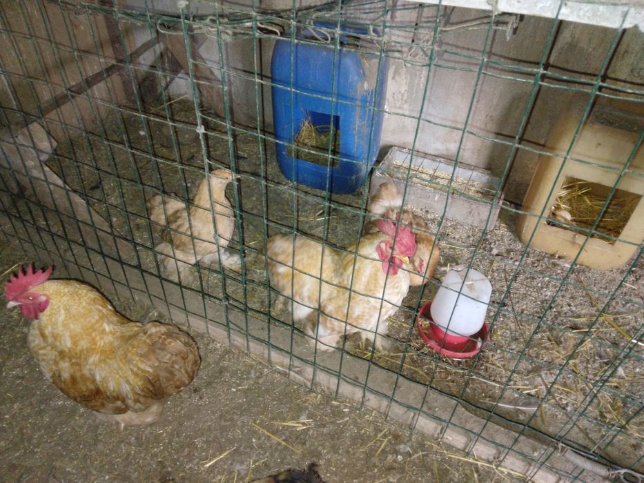 Vendo ,Garnizas pekins