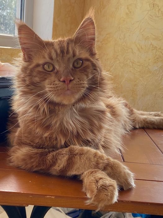 В’язка. Мей- кун мармурово- червоний.