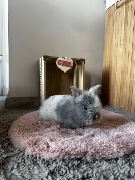 Piękne Karzełki Teddy Długowłose Miniaturki