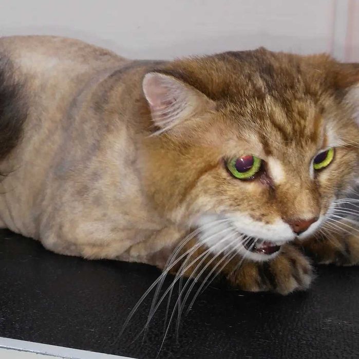 Алексеевка Стрижка котов и собак, Недорого!возможен выезд к Вам на дом