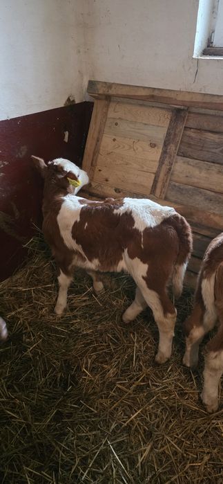 Sprzedam jałóweczki 3 tyg