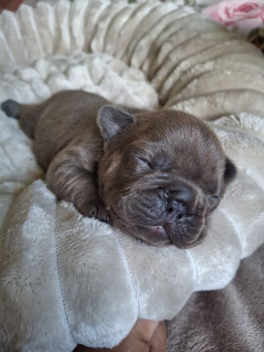 Buldog francuski szczenie piesek
