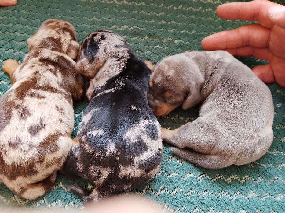 Jamnik miniaturowy krótkowłosy merle z rodowodem