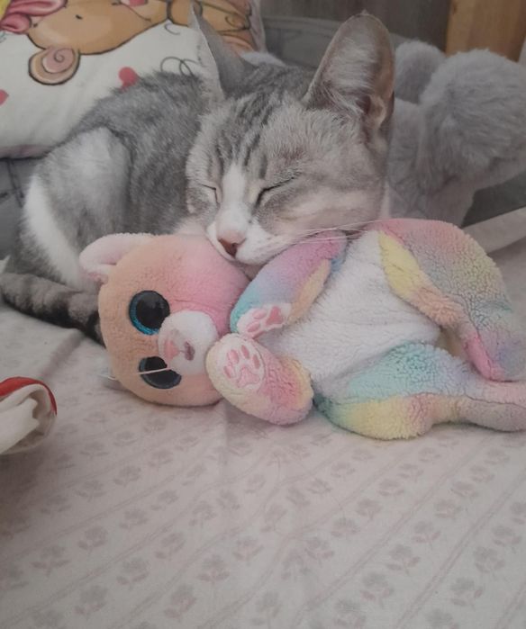 Кіт. Киця. Кошеня