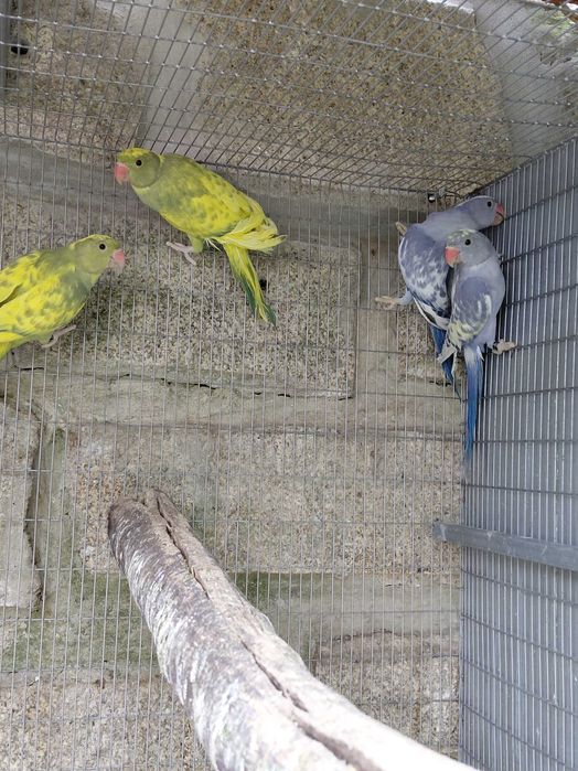 Ring necks malhados violetas, cinza violetas e turquesas, 2025