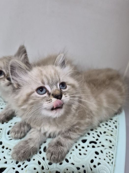 Котята Невские маскарадные